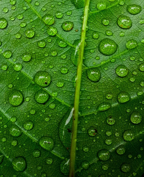 叶子上的露水水滴特写 — 图库照片