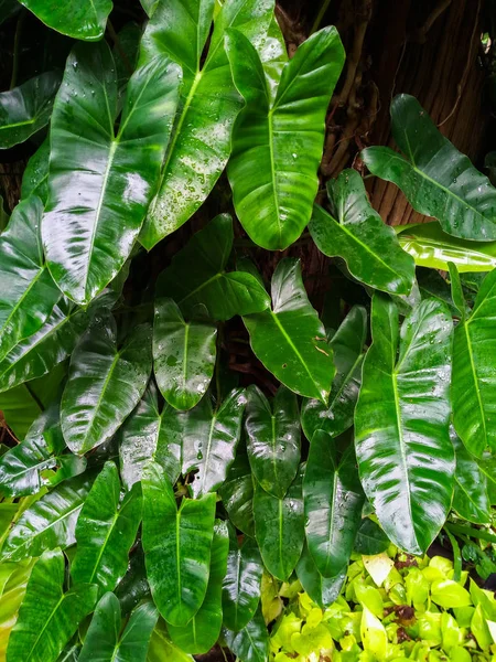 Gotas Rocío Hierba Verde Joven Hierba Fresca Primavera Verde Con —  Fotos de Stock