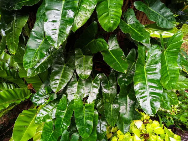 Gotas Rocío Hierba Verde Joven Hierba Fresca Primavera Verde Con —  Fotos de Stock