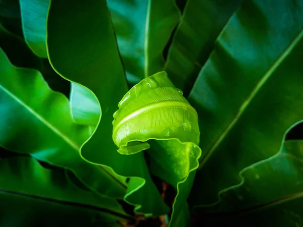 beautiful circle Bird\'s nest fern leave close up Water Drops on Fern