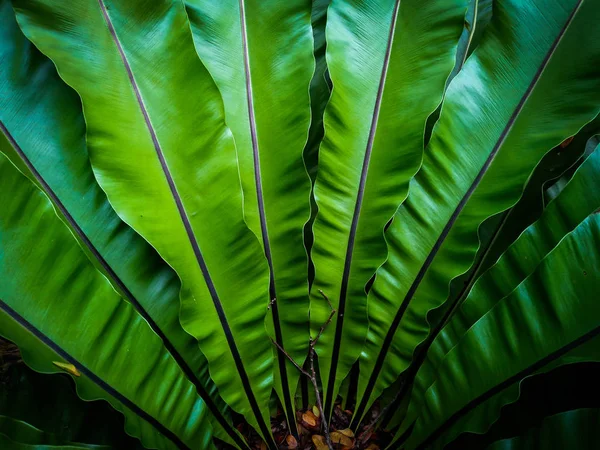 beautiful circle Bird\'s nest fern leave close up Water Drops on Fern