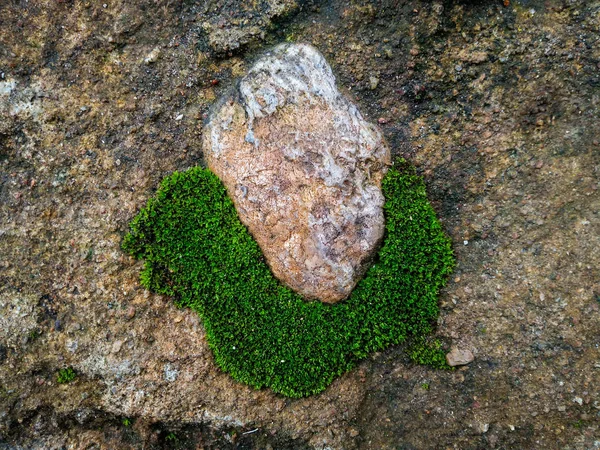Moss Stone Rock — Stock Photo, Image
