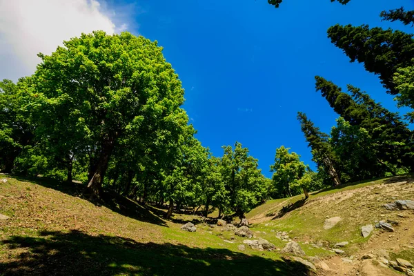 Θέα Εξοχή Ανάμεσα Στο Δάσος Στην Sonamarg Τζαμού Και Κασμίρ — Φωτογραφία Αρχείου