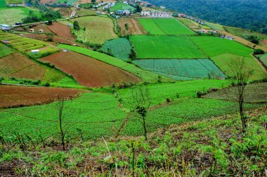 Büyük lahana çiftlikte dağ ve gökyüzü Phu Thap Boek (Phu küvet Berk): Phetchabun, thailand