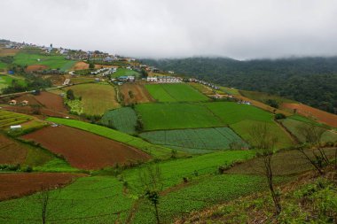 Büyük lahana çiftlikte dağ ve gökyüzü Phu Thap Boek (Phu küvet Berk): Phetchabun, thailand