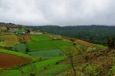 Büyük lahana çiftlikte dağ ve gökyüzü Phu Thap Boek (Phu küvet Berk): Phetchabun, thailand