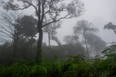 Sisli yağmur ormanı