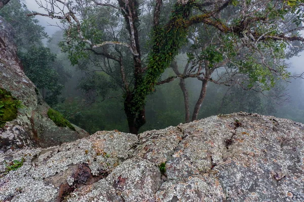 Rocks Trees Fog — Stock Photo, Image