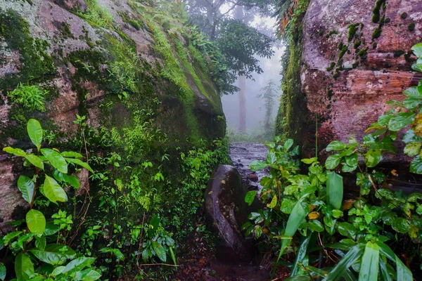 Rocks Dan Pohon Pohon Dalam Kabut — Stok Foto