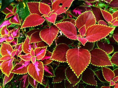 Coleus leaf, Plectranthus scutellarioides (L.) R. Br clipart