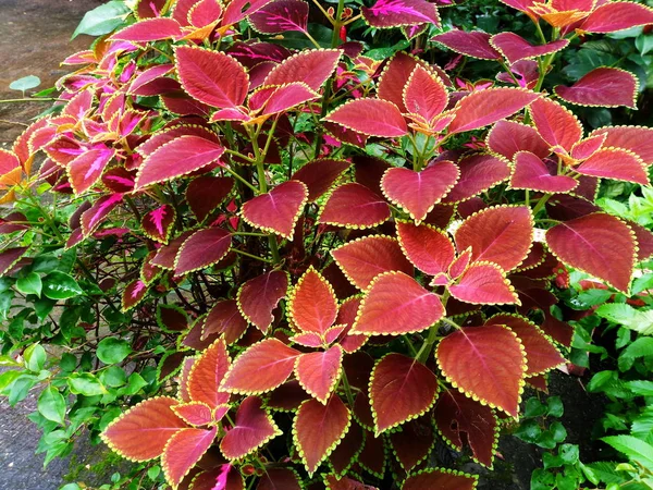 Hoja Coleus Plectranthus Scutellarioides —  Fotos de Stock