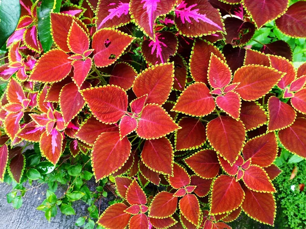 Folha Coleus Plectranthus Scutellarioides — Fotografia de Stock