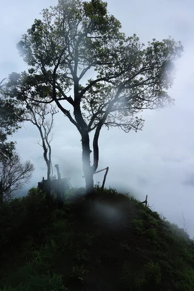 rainforest with fog and field