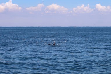 Bryde'nın balina Tayland Körfezi yemek yeme