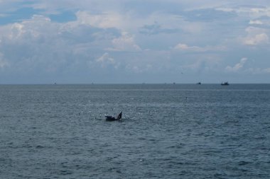 Bryde'nın balina Tayland Körfezi yemek yeme