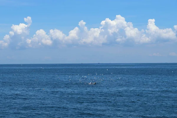 Bryde\'s whale eating food in Gulf of Thailand