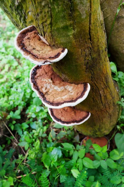 樹皮に生えている落葉性のタンダーキノコ — ストック写真