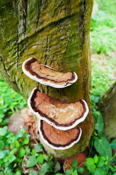 在树皮上生长的落叶蘑菇 — 图库照片