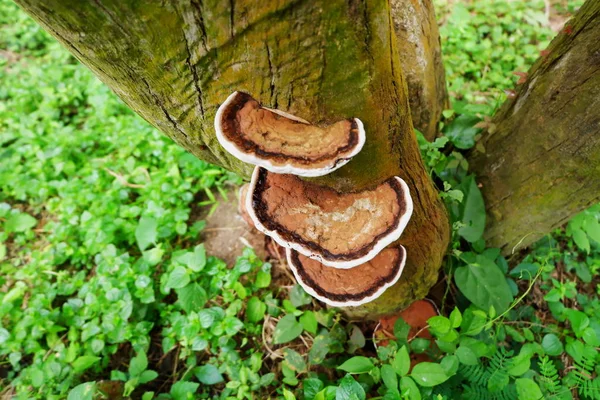 Cogumelo Estanho Caducado Que Cresce Uma Casca Árvore — Fotografia de Stock