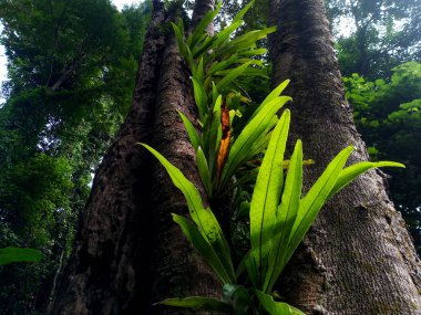 fern bitki ve yosun kabuk ağaçta kuş yuva