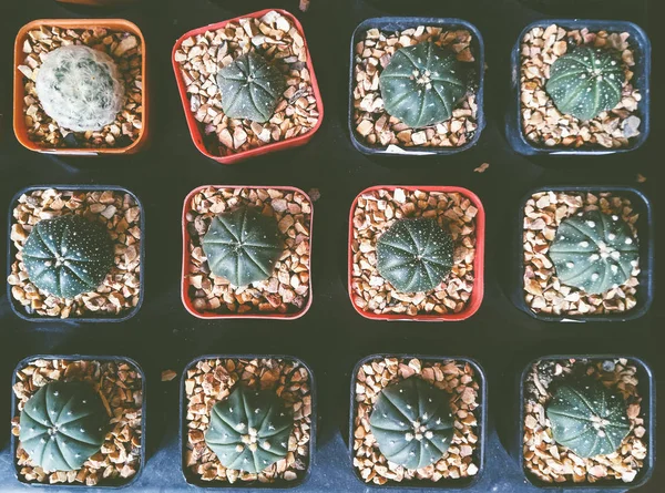 Mini Kaktus Doniczkach Ogrodzie Przedszkola Kaktus Gospodarstwa Rolnictwa Szklarni — Zdjęcie stockowe