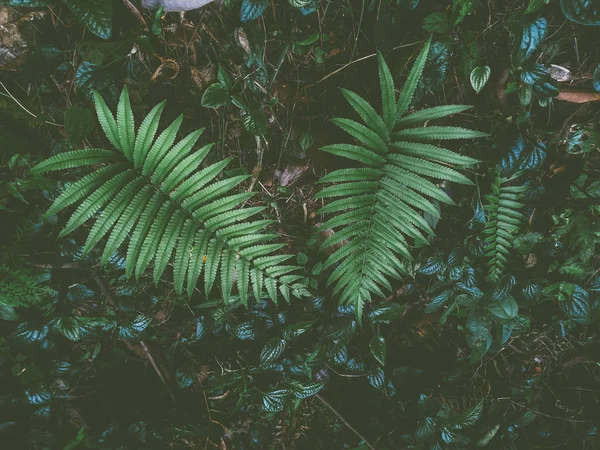 Fern Rain Forest — Stock Photo, Image