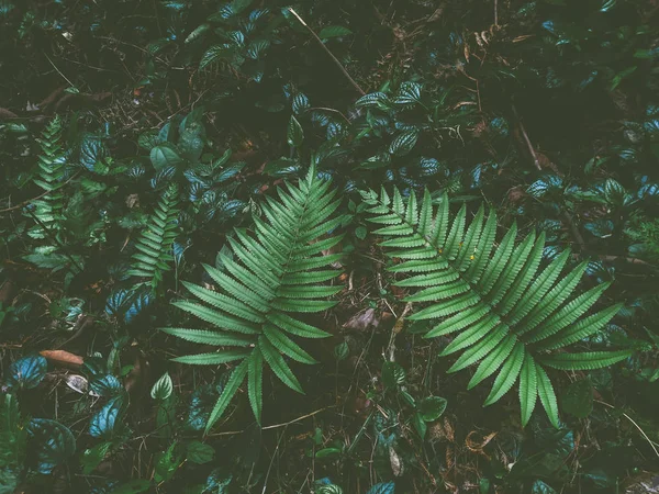 Fern Het Regenwoud — Stockfoto