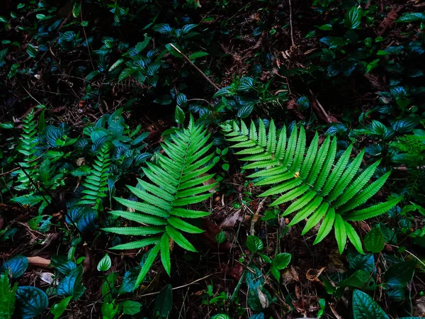 Fern Het Regenwoud — Stockfoto