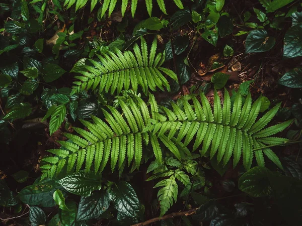 Fougère Dans Forêt Tropicale — Photo