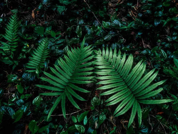 Fern Rain Forest — Stock Photo, Image