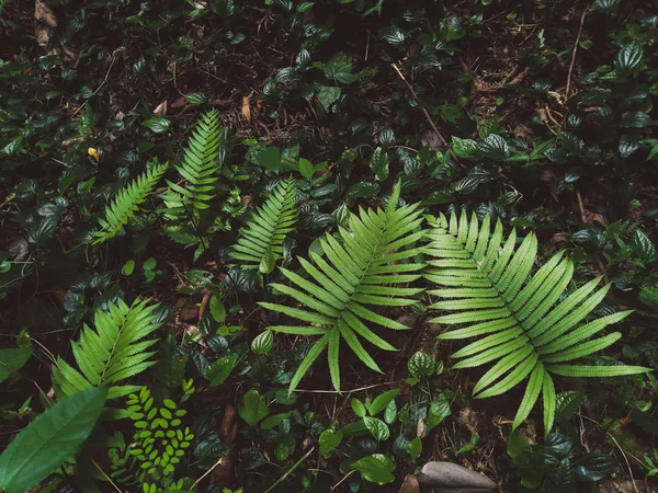 Fougère Dans Forêt Tropicale — Photo