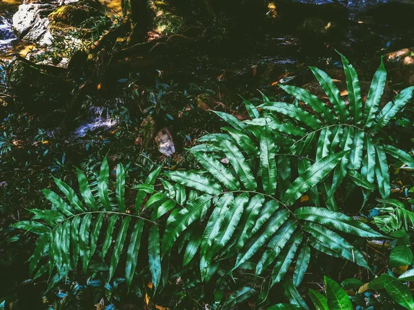 Fern Het Regenwoud — Stockfoto