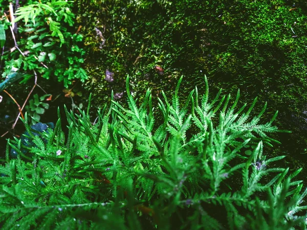 Fern Moss Rainforest — Stock Photo, Image