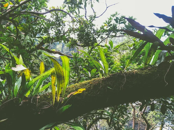 Planta Samambaia Ninho Pássaro Musgo Árvore Casca — Fotografia de Stock