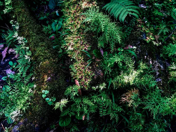 Fern Moss Rainforest — Stock Photo, Image