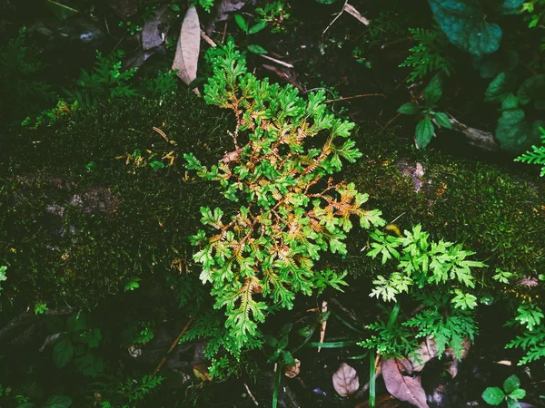 Fern Moss Rainforest — Stock Photo, Image