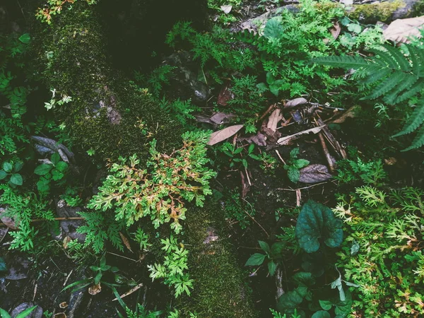 Fern Moss Rainforest — Stock Photo, Image