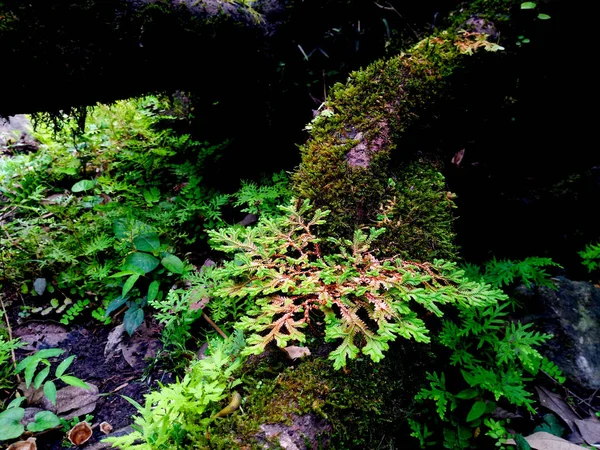雨林中的蕨类和苔藓 — 图库照片
