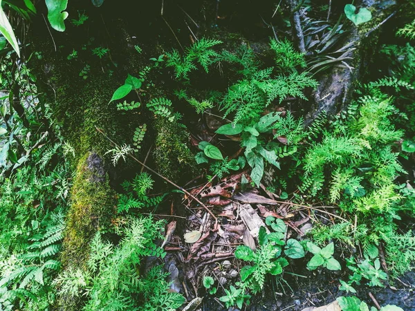 Fern Moss Rainforest — Stock Photo, Image