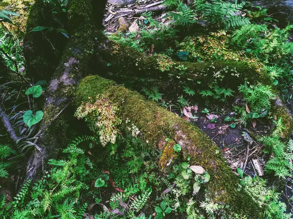 Kapradí Mechu Deštný Prales — Stock fotografie