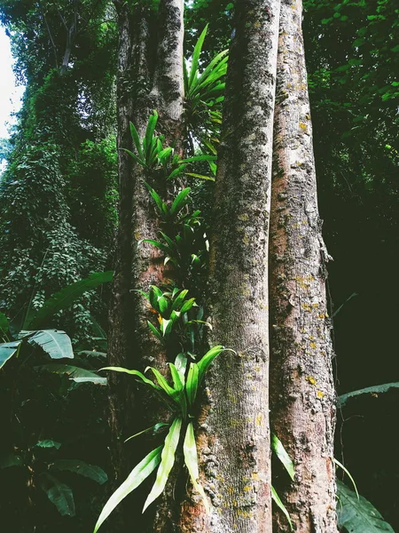 树皮树上的燕窝蕨类植物和苔藓 — 图库照片