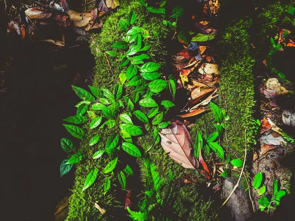 Leaf Vine Moss Bark Tree Rainforest — Stock Photo, Image