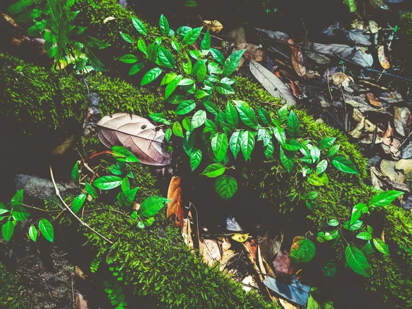 Leaf Vine Moss Bark Tree Rainforest — Stock Photo, Image