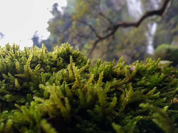 Muschio Corteccia Foresta Cascata — Foto Stock