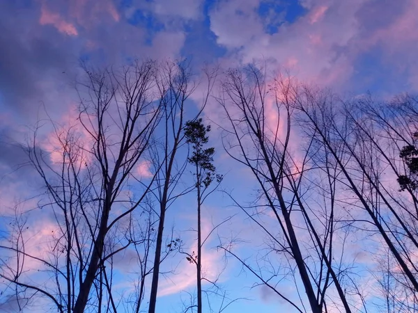 Atardecer Amanecer Cielo Sobre Árbol — Foto de Stock