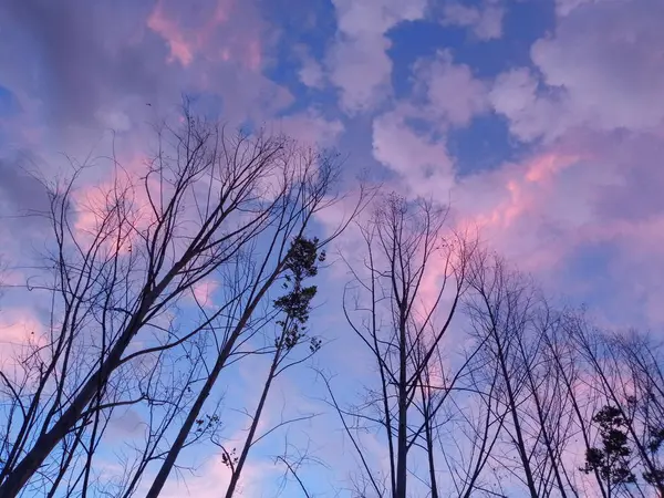 Atardecer Amanecer Cielo Sobre Árbol — Foto de Stock