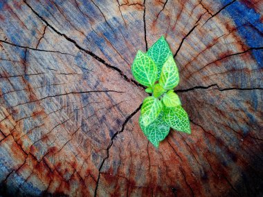 Aracılığıyla ağaç kütüğü bagajında büyüyen bitki