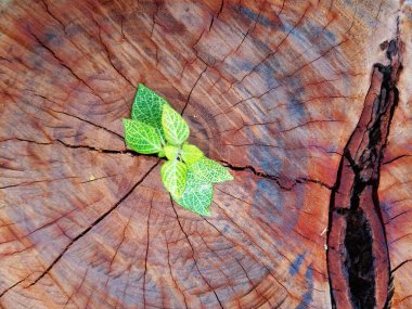 Aracılığıyla ağaç kütüğü bagajında büyüyen bitki