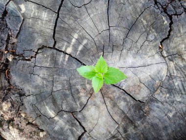 Aracılığıyla ağaç kütüğü bagajında büyüyen bitki