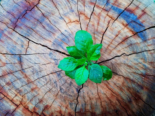 Planta Que Cresce Através Tronco Toco Árvore — Fotografia de Stock